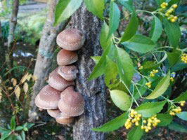 aki-shiitake-0323.jpg