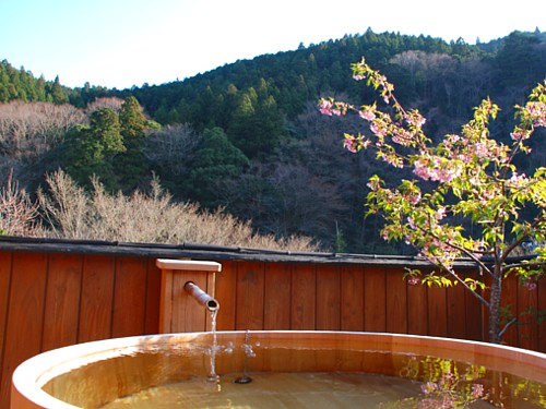 酒樽の湯･河津桜-_0445.jpg