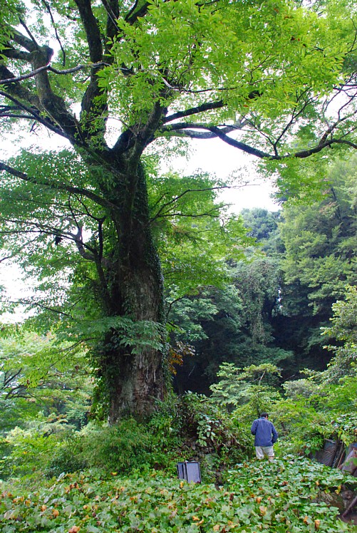 わさび田に立つ木_0327.jpg