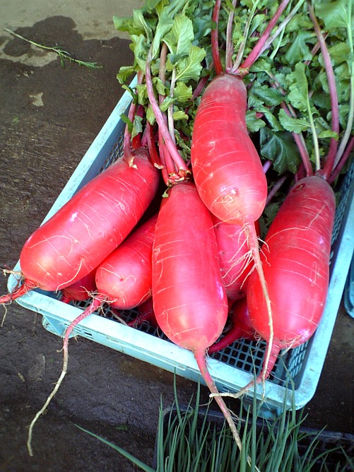 函南野菜00031.jpg