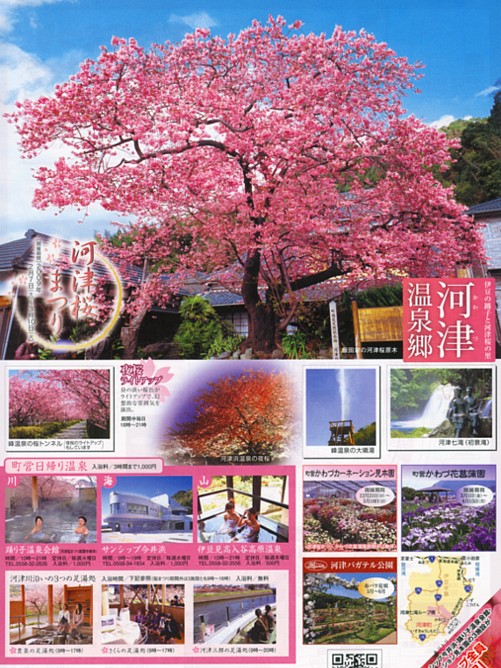 河津桜まつり.jpg