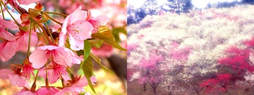 河津桜＆修善寺梅林-02.jpg