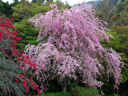 枝垂れ桜_0099.jpg