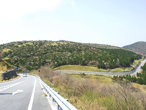 コメザクラ・西天城道路_0023.jpg