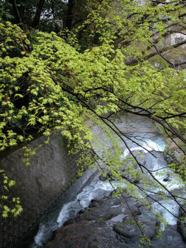 ４月・新緑が進む.jpg