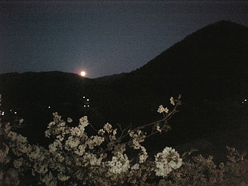 月と桜-00010.jpg