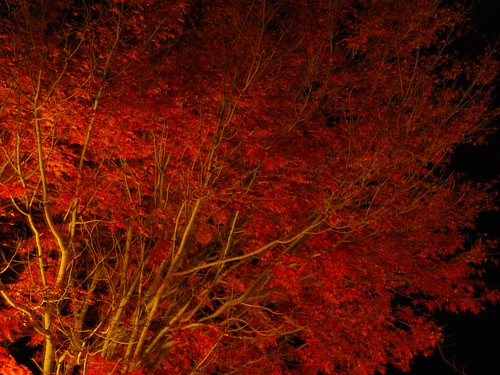 夜の紅葉_0094.jpg