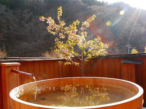 酒樽の湯・河津桜_0415.jpg