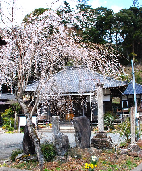 桜・善名寺_0035-2.jpg