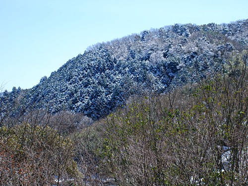 春の雪_2791.jpg