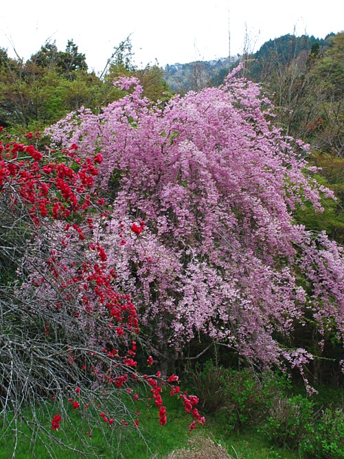 枝垂桜_0091.jpg