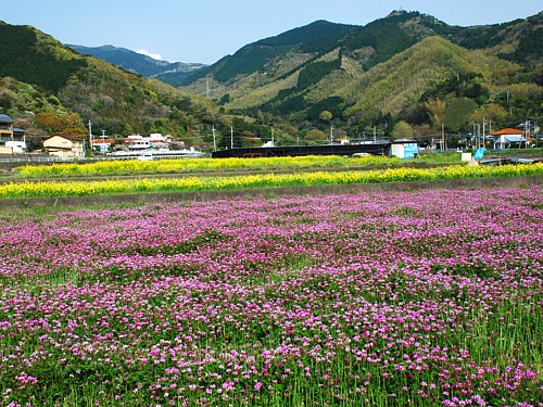 菜の花舞台_0128.jpg