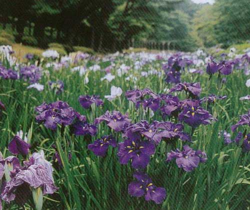 花しょうぶ.jpg