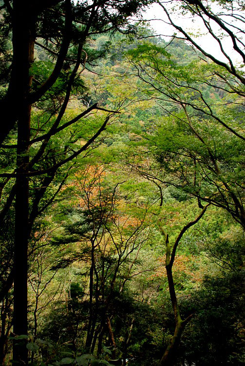 天城峠・秋_0082-1.jpg