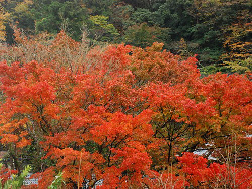 貸切露天からの紅葉_0311.jpg