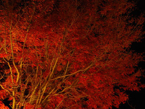 夜の紅葉_0094.jpg