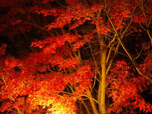 夜の紅葉_0121.jpg