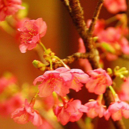 河津桜_0337-2.jpg