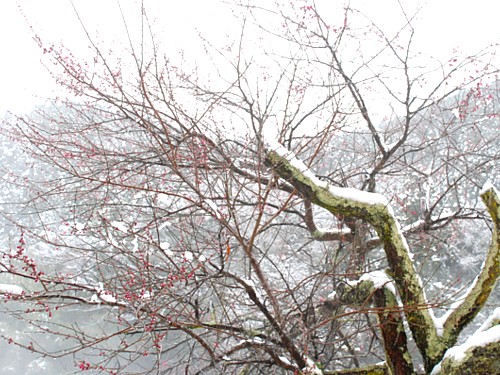 紅梅･雪景色_0300-2.jpg