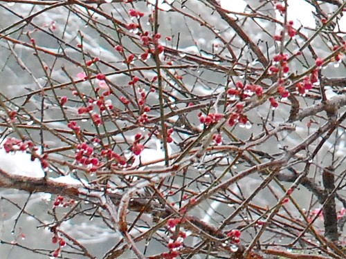 紅梅･雪景色_0300-1.jpg