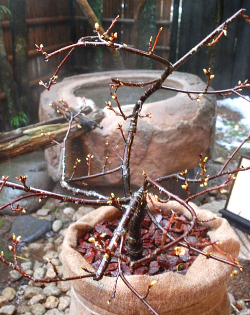 白藤の湯・河津桜_0030.jpg