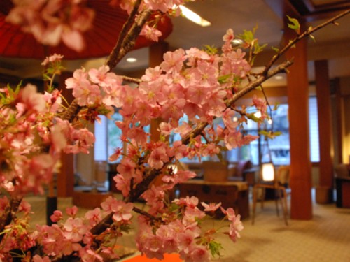 kawazu-sakura0334.jpg