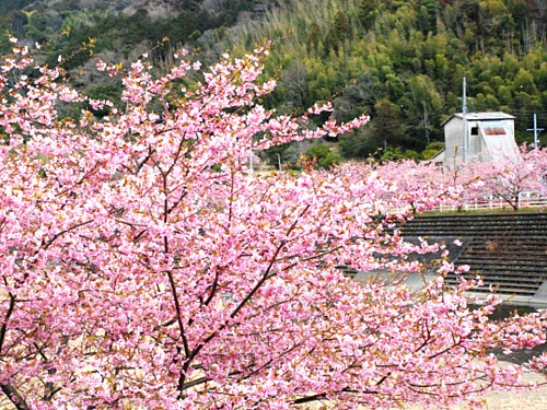 河津桜_0271.jpg