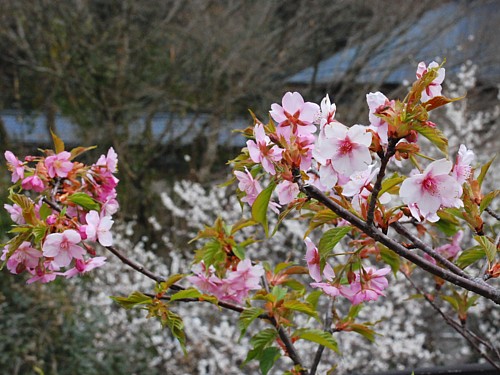 河津桜・酒樽の湯_0398.jpg