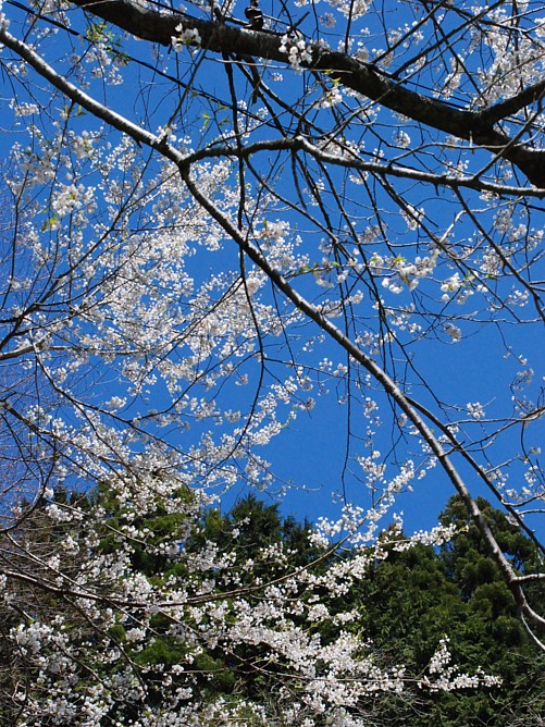 桜_0199.jpg