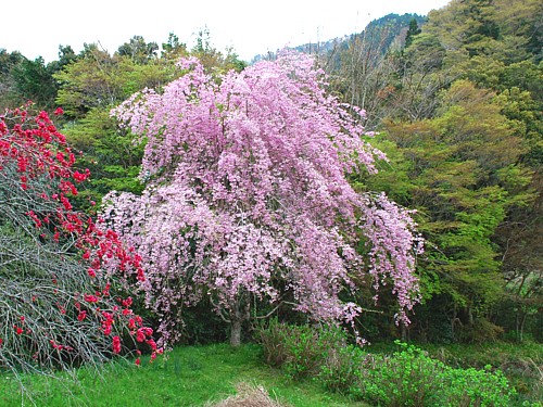 枝垂桜_0097.jpg