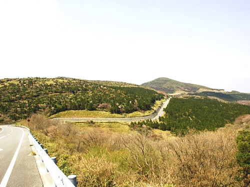 コメザクラ・西天城道路_0018.jpg