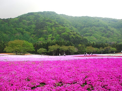 富士芝桜_0110.jpg