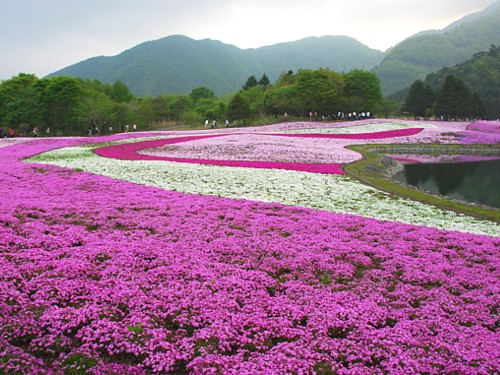 富士芝桜_0092.jpg