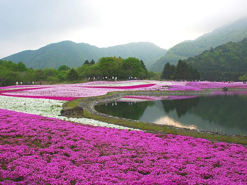 芝桜_0091.jpg