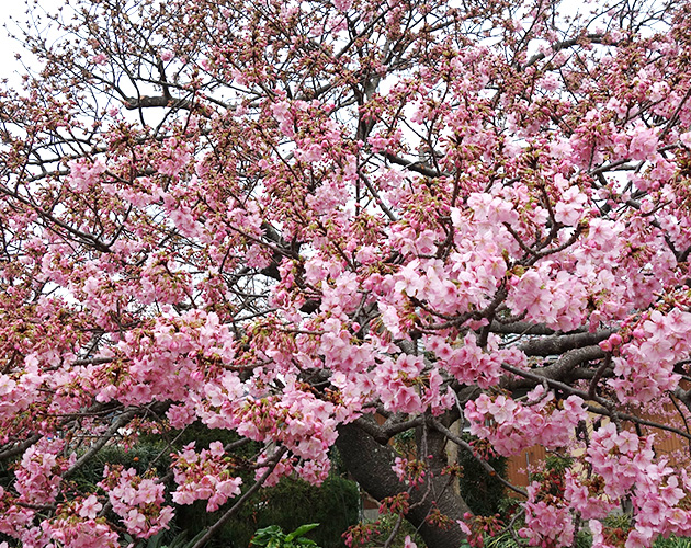 河津桜と修善寺梅林・月ヶ瀬梅林（2月～3月）